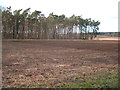 Field towards Icehouse Wood