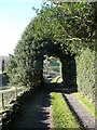 Holly tunnel on Deep Lane, Cotton Stones, Sowerby