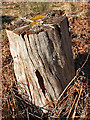 NJ6513 : Saltire Tree Stump by Anne Burgess