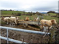 Supplementary feeding for steers