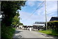 Cattle Crossing