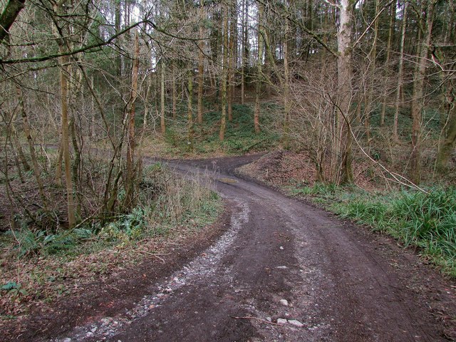 Path through Common Wood