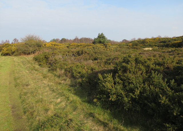 Kelling Heath © Hugh Venables cc-by-sa/2.0 :: Geograph Britain and Ireland