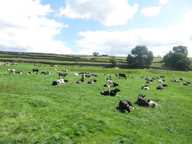 Dairy cattle at Town Head Farm, Grassington