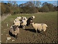 Inquisitive sheep