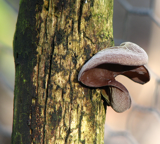 Mushroom growing on dead tree