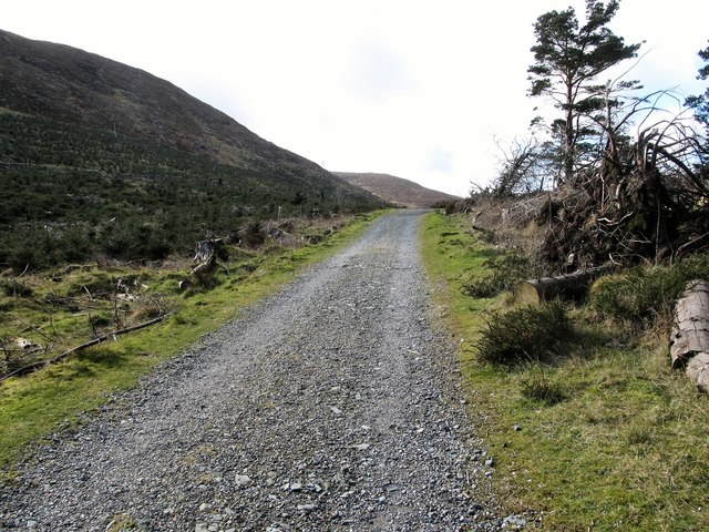 Forest road in the col between Slievenamaddy and Drinnahilly