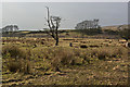 SD7637 : A tree and a couple of stumps on the moor by Ian Greig