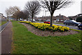 Daffodils on Leads Road, Hull