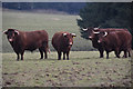 West Somerset : Grassy Field & Cattle