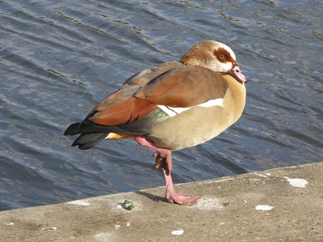 Egyptian Goose by the Regent's Park Boating Lake