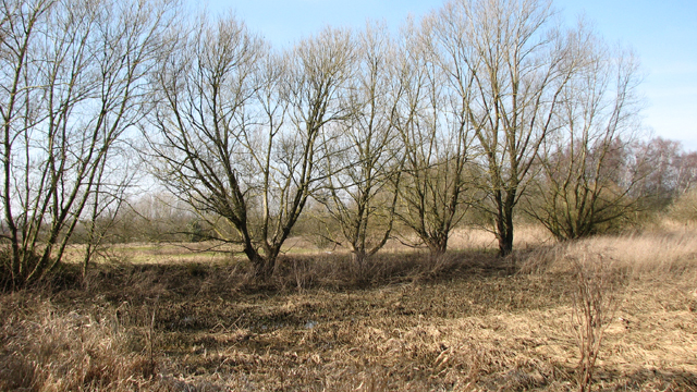 A line of trees growing beside a... © Evelyn Simak cc-by-sa/2.0 ...