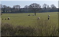 Horses in a field next to Anstey Lane