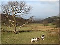 Pasture and Coed Gorddinog