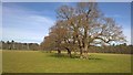 Old trees in Hexgreave Park