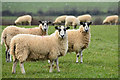 North Devon : Sheep Grazing