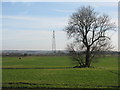 Ash tree and pylon on Etwall Common