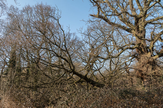 Fallen Tree in Oakwood Park, London N14
