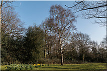 TQ2995 : Daffodils in Oakwood Park, London N14 by Christine Matthews
