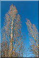 Poplar  Trees in Oakwood Park, London N14