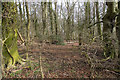 TF1491 : Wood near Castle Farm by David P Howard