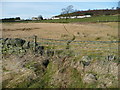 Animal track across rough pasture