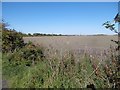 Arable land, Burradon