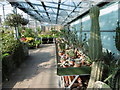 TQ5074 : Cacti in the greenhouse at Hall Place by Marathon
