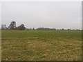 Sheep in a field at Bradwall