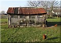 Ramshackle henhouse at Hope