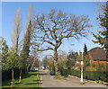 Tree In The Road