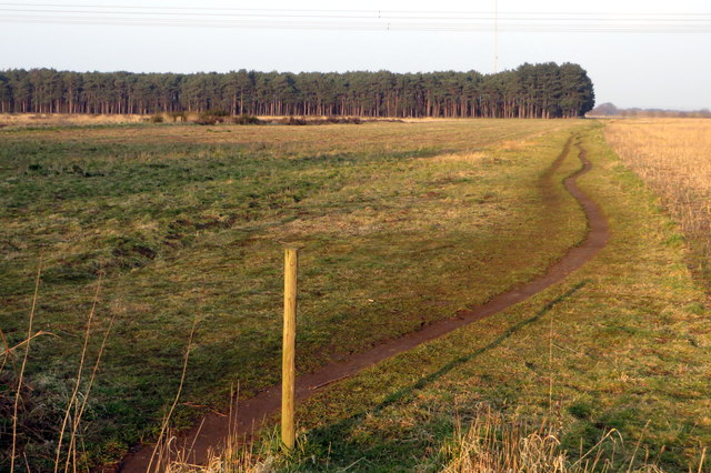 Woodland on Sandy Heath
