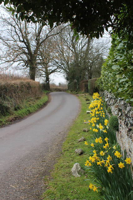 Daffodils at Melcombe, Ruggin