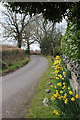 ST1718 : Daffodils at Melcombe, Ruggin by Nick Chipchase