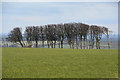 North Devon : Grassy Field & Trees