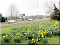 Daffodils on the approach road to Tring