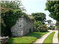 Overgrown limestone wall beside the Anglesey Coast Path