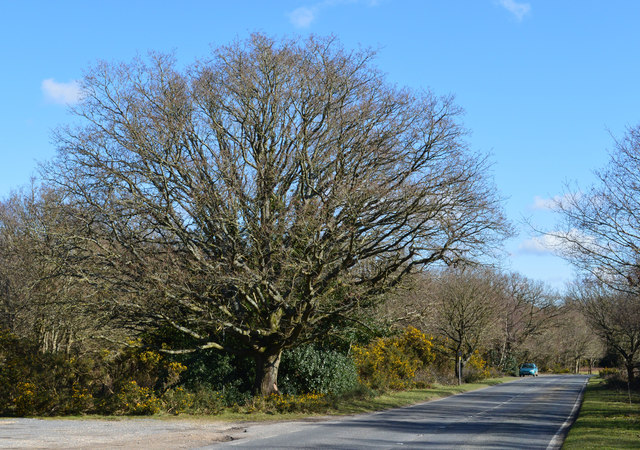Country road, Greenham, Berkshire