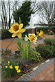 A host of different golden daffodils