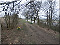 SE8720 : Daffodils on the Cliff Bridleway by Jonathan Clitheroe