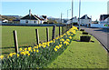 NX0882 : Daffodils at Ballantrae by Billy McCrorie