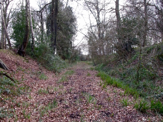 Ticknall Tramway cutting in South Wood