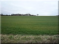 Crop field south of Bury Road