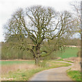 Bridleway on track to Goddard