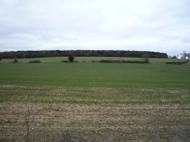 Young crop field towards Windsor Wood