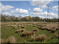 River Nene Old Course, Northampton