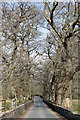 Tree-lined Lane