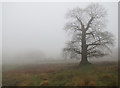 Tree in the fog