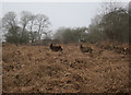 Red Deer in Conduit Wood