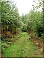 A woodland ride in Bagley Wood